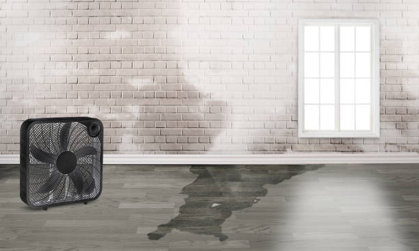 Best Flood damage cleanup  in Woodcliff Lake, NJ